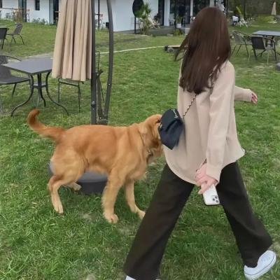 多情侠女